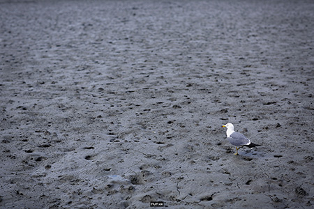 Korea, west sea, nature, animal, bird, tidal flat, seagull, 한국 서해 강화도, 갯벌, 갈매기, 자연, 동물, 새