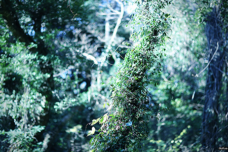 forest, Jeju Island, 제주도, 비자림, 숲, 나무