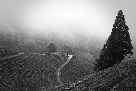 Korea, Bosung, greentea, greentea farm, cafe, 한국, 보성, 녹차밭, 카페