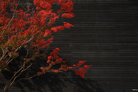 Korea, Gongju, Magoksa, Magok temple, autumn, maple, 한국, 공주, 마곡사, 가을, 단풍